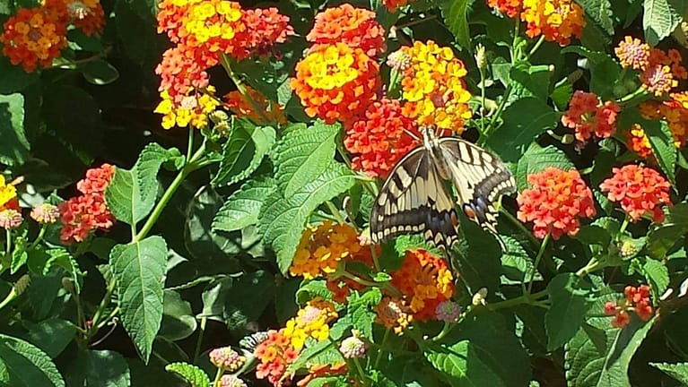 flowers butterfly 3